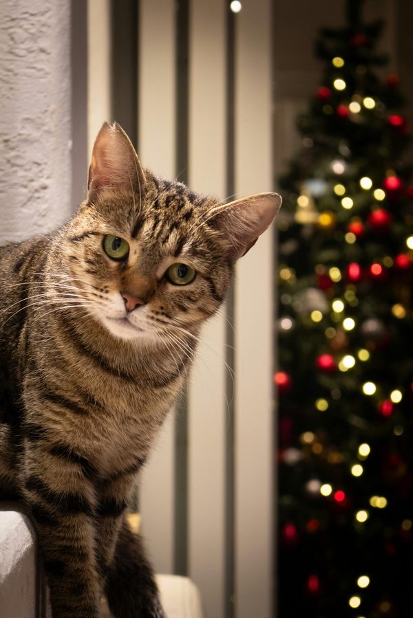 Tout ce que vous devez savoir sur la chatière électronique